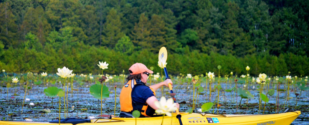 Kayak nature tours on Lake Moultrie colorful flowers near Charleston SC