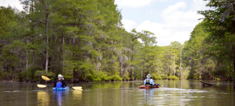 Things to do in Santee, Santee State Park, Poinsett State Park, Kayak Nature Tours
