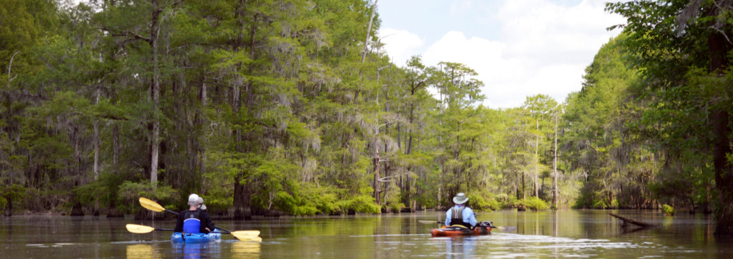 Things to do in Santee, Santee State Park, Poinsett State Park, Kayak Nature Tours
