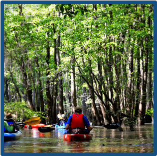 Paddle Lake Marion, Santee and areas near Santee State Park, Poinsett State Park 