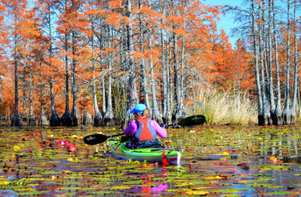 Kayak Lake Moultrie on swamp and nature tour for amazing wildlife viewing