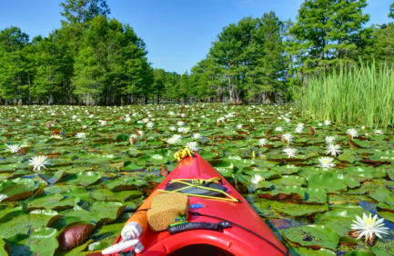 Explore Lake Moultrie near Charleston SC with Bald Eagles, acres of flowers and sandy beaches 