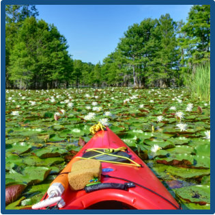 Explore Lake Moultrie near Charleston SC with Bald Eagles, acres of flowers and sandy beaches 