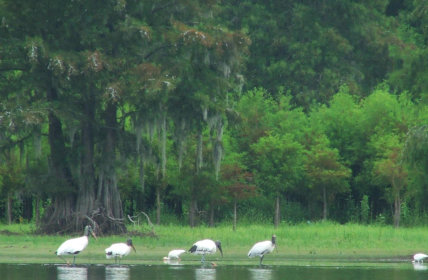 Kayaking near Santee State Park for incredible wildlife nature tours