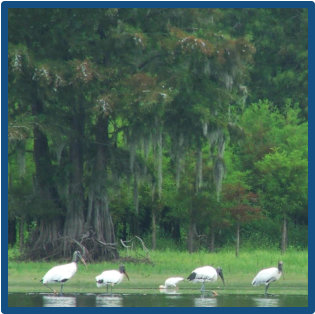 Kayaking near Santee State Park for incredible wildlife nature tours